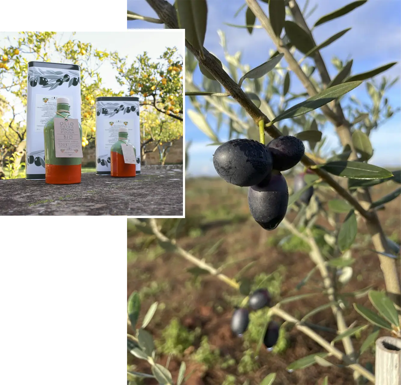 Produzione di olio di oliva extravergine Bio