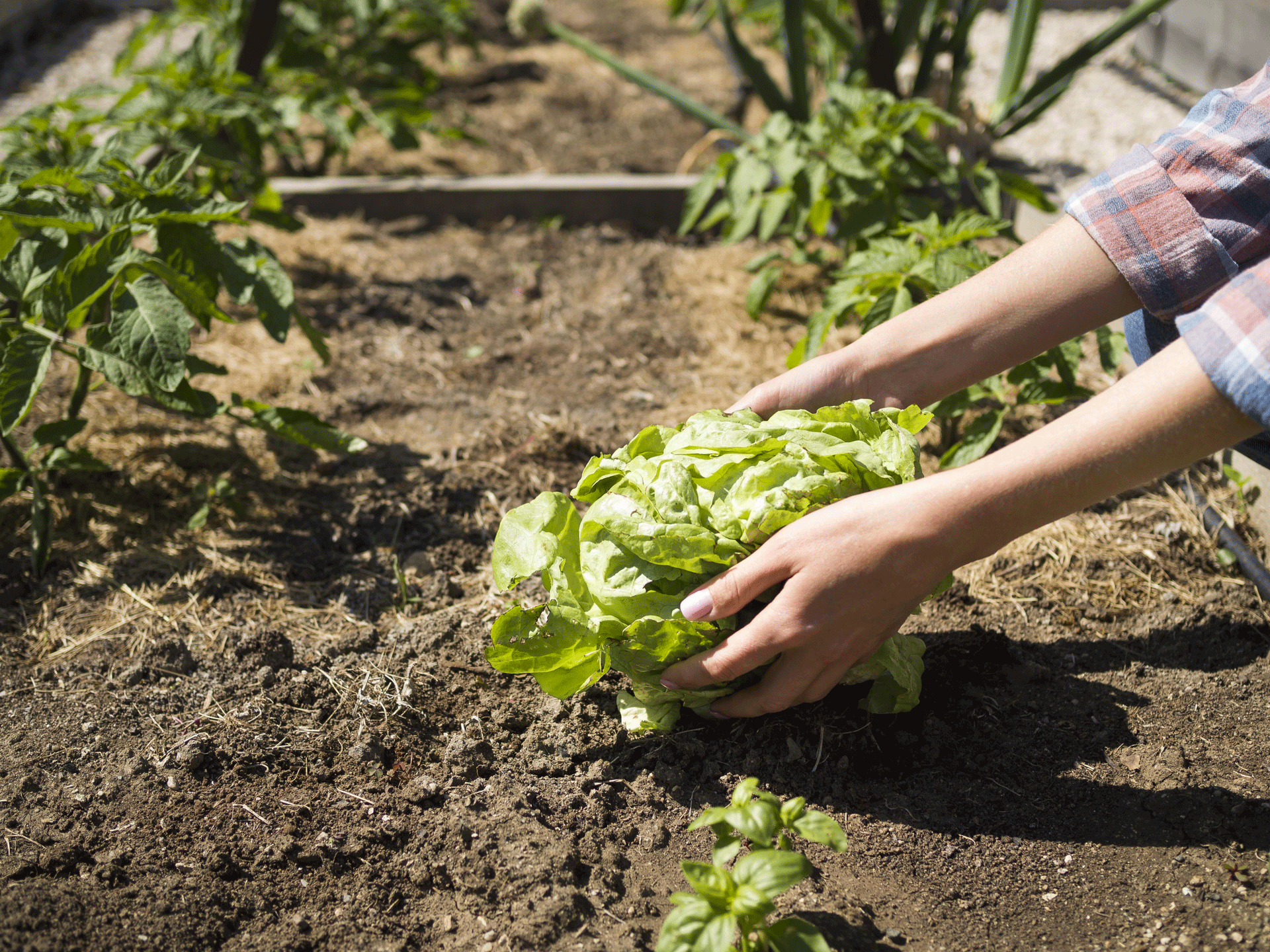 woman-taking-green-cabbage-from-ground